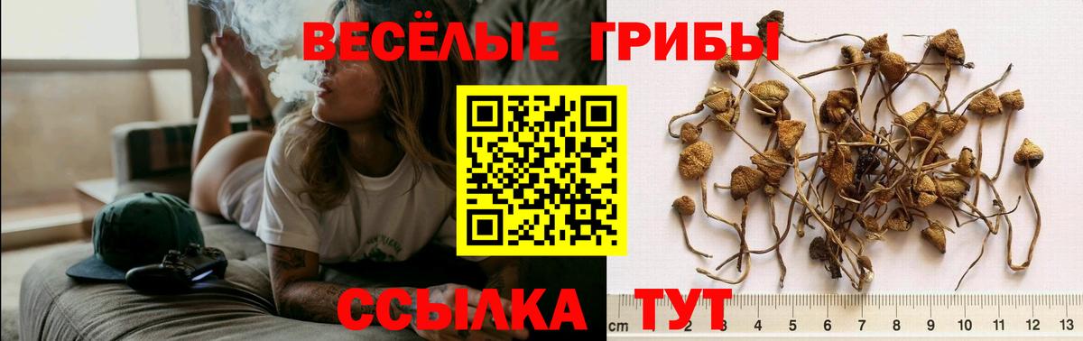 где купить наркотик  Вход с VPN  Томск  Галлюциногенные грибы Cubensis 